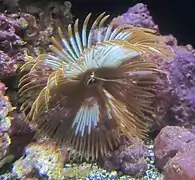 Sabellastarte spectabilis
