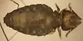 Le pou du chat domestique, Felicola subrostratus (Ischnocera)