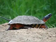La tortue des bois.
