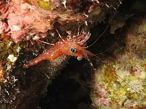 Cinetorhynchus reticulatus