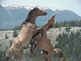 Combat d'étalons Mustangs des monts Pryor