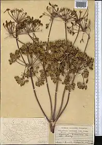 Fruits. Collecté au Kazakhstan.