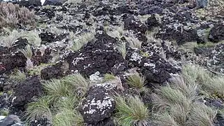 Festuca petraea
