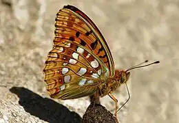 Revers de la forme nominale, Autriche.