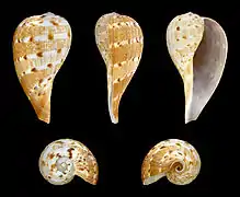 Ficus ficus, un Ficidae.