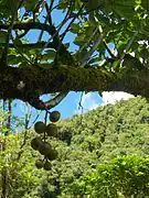 voir la légende ci-après