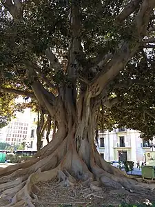 Sur la place de Tetuan à Valence