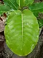 Feuille