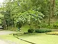 Ficus racemosa au Jardin botanique de la reine Sirikit, Thaïlande