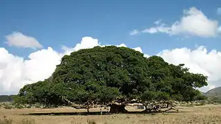 Arbre.