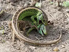 Deux Lézards des souches mâles en combat.