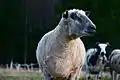 Wensleydale tondu.
