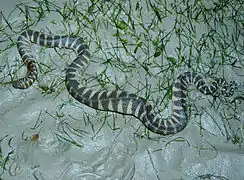 Acrochordus granulatus