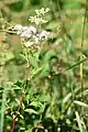 Reine des prés (Filipendula ulmaria) observé sur la commune d'Allonne. L'espèce est indicatrice des zones humides.