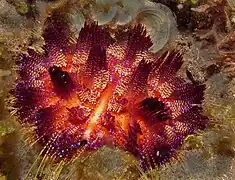 Oursin de feu (Asthenosoma varium).
