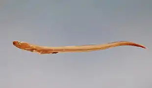 Ophichthus melanoporus