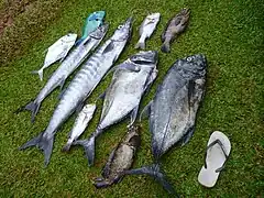 Différents poissons pêchés dans le lagon de Wallis (2012).