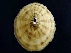 Fissurella costata