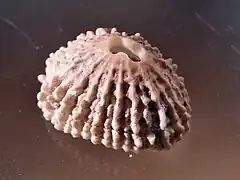 Fissurella nodosa