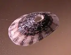 Fissurella radiosa