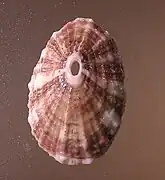 Fissurella rosea