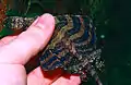 Dragon volant Draco quinquefasciatus