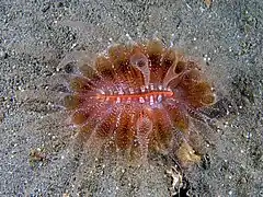 Flabellum sp. (Flabellidae).