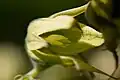 Fleur mâle de Decaisnea fargesii