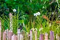 Orchidées près d'une clôture