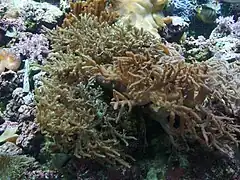 Sinularia flexibilis