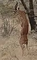 gazelle de waller, gérénuk (mâle)