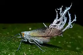 Pterodictya reticularis