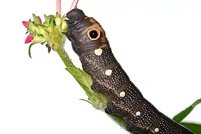 La chenille
