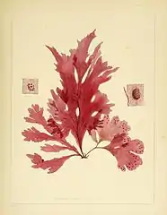 Myriogramme smithii.