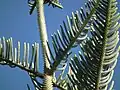 Détail de branche principale