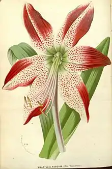 Amaryllis pardina Dombrain