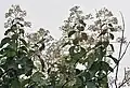 Feuilles, fleurs et fruits, Bengale-Occidental, Inde.