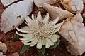Une fleur parmi les quartz.