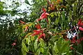 Quinine de Cayenne, Amérique du sud et Antilles