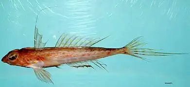 Foetorepus agassizii