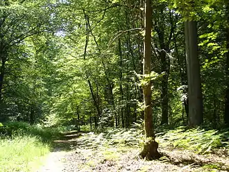 Image illustrative de l’article Forêt de Laigue