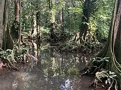 Forêt de mape