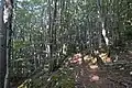 Forêt de hêtres, pic de l'Aspre.