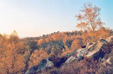 Forêt à Fontainebleu en automne