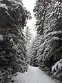 Sentier