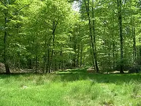 Image illustrative de l’article Forêt de Cerisy