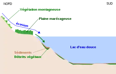 Schémas montrant comment l'érosion amène les débrits végétaux dans un lac avant que ceux-ci ne soit recouvert par les sédiments.