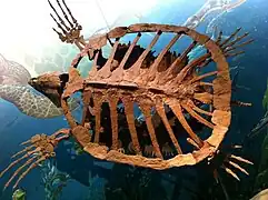 Fossile de Protostega gigas