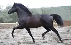 Cheval andalou.