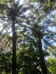 Fougère arborescente-Montagne d'Ambre-Madagascar.